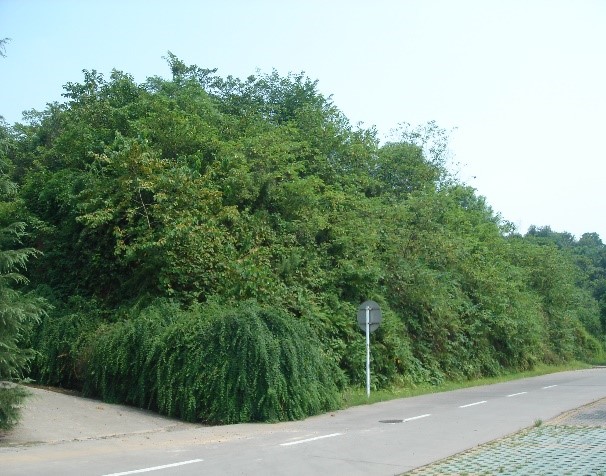 1690789050657053040.jpg 圖片1.jpg